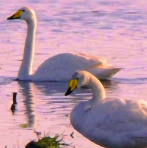 Whooper Swans (Cygnus cygnus) 