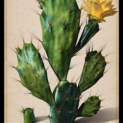 Cactus