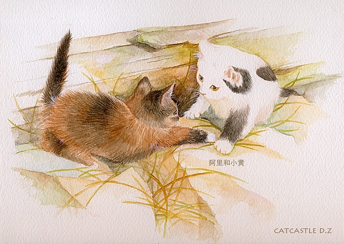 【猫的故事】-阿里和小黄