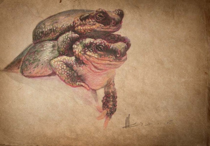 彩铅系列——蛙背上的故事