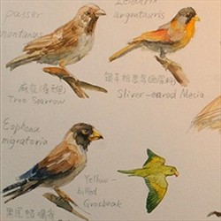 鸟类标本
