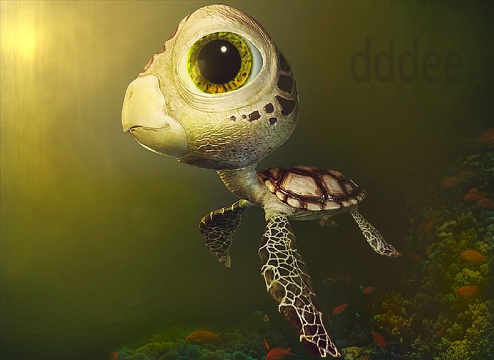 turtle