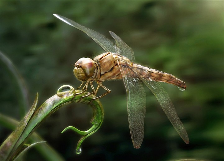 雨后3—蜻蜓