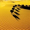 大漠驼影