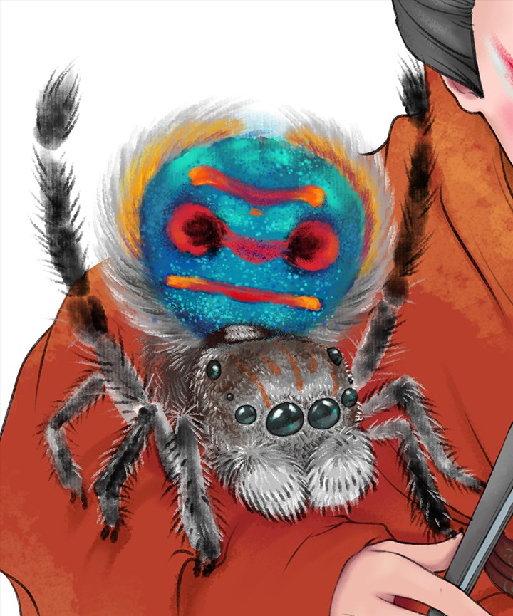 孔雀蜘蛛——一种极小的跳蛛