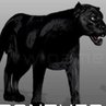 Panther Animal Character Animation