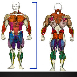 原画丨漫画丨绘画丨人体变形系列-肌肉壮汉