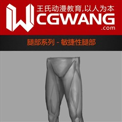 原画、插画、漫画、腿部、敏捷性性腿部、CGWANG王氏教育集团、旺旺哒教程系列