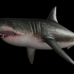 鲨鱼3