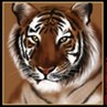 虎 绘画过程