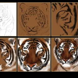 虎 绘画过程