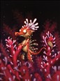 Red Sea Dragon